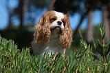 CAVALIER KING CHARLES 326